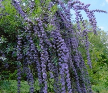 rośliny ozdobne - Budleja skrętolistna ARGENTEA Buddleja alternifolia /C2 *T24