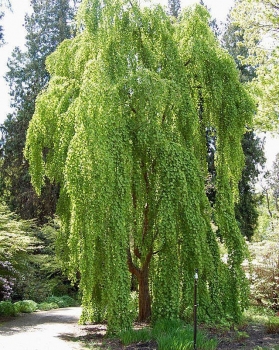 sklep ogrodniczy - Grujecznik płaczący MORIOKA WEEPING Cercidyphyllum japonicum C3/60-80cm