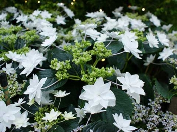 sklep ogrodniczy - Hortensja ogrodowa HANABI® Hydrangea macrophylla /C2