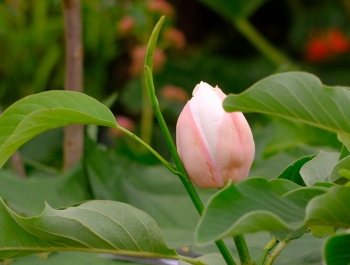 sklep ogrodniczy - Magnolia SUMMER SOLSTICE C2/40cm