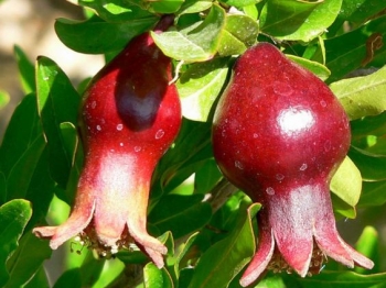 rośliny ogrodowe - Granatowiec karłowy NANA Punica granatum Granat C3/60cm