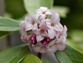 rośliny ozdobne - Wawrzynek wonny Daphne transatlantica odora C1,5/20-30cm *15T