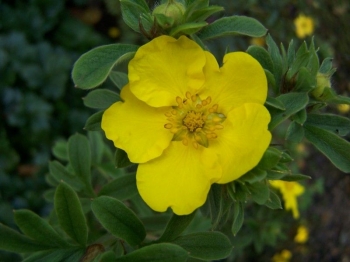 sadzonki - Pięciornik krzewiasty Goldfinger (Potentilla fruticosa Goldfinger) P11