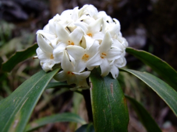 sadzonki - Wawrzynek WHITE QUEEN Daphne -balot/80-100cm