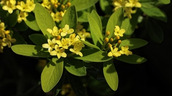 rośliny ozdobne - Wawrzynek gemmata 7-letni Daphne gemmata C2/30-40cm *K13