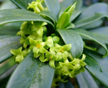 rośliny ozdobne - Wawrzynek laureola Daphne laureola C5/40-50cm