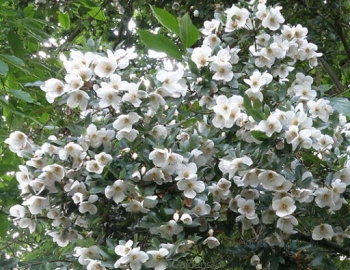 rośliny ozdobne - Eucryphia Moorei C2/40cm