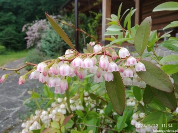 sklep ogrodniczy - Zenobia śniada RASPBERRY RIPPLE Zenobia pulverulenta C3/40-60cm *T55