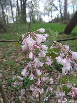 rośliny ozdobne - Kłokoczka ROSEA Staphylea holocarpa C5/40-60cm