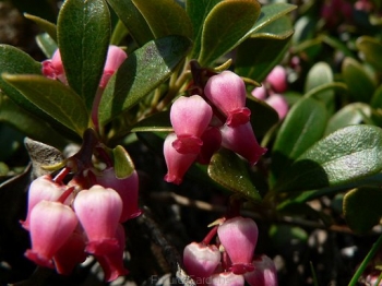 sadzonki - Mącznica lekarska Arctostaphylos uva-ursi /PC1,5 *K19