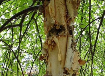 rośliny ogrodowe - Brzoza czarna SUMMER CASCADE® Betula nigra C5/1,2m