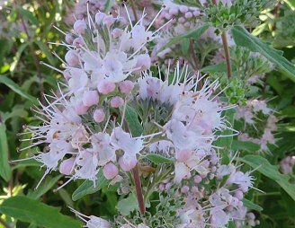 rośliny ogrodowe - Barbula klandońska PINK PERFECTION 'Lisspin' PBR Caryopteris clandonensis /C2 *K21