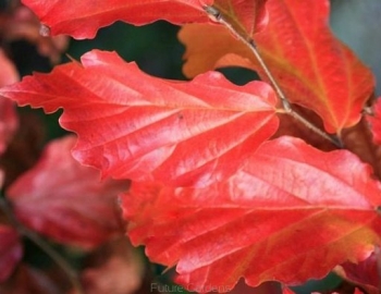sklep ogrodniczy - Parocja kolumnowa PERSIAN SPIRE ‘JLPN01’PBR Parrotia persica C3/30-40cm *K6