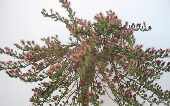 rośliny ogrodowe - Wierzba arktyczna YALTA® na PNIU Salix arctica C4/Pa80(100)cm
