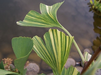 sklep ogrodniczy - Miłorząb CALIFORNIAN SUNSET Ginkgo biloba C3/fp 80cm