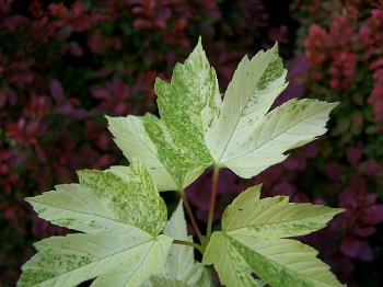 sadzonki - Klon jawor Simon-Louis Freres Acer pseudoplatanus C2/20-40cm