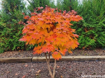 rośliny ogrodowe - Klon japoński ACONITIFOLIUM Acer japonicum C5/30-40cm *K15