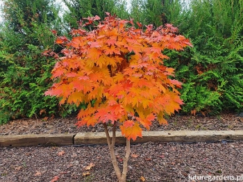 rośliny ozdobne - Klon japoński ACONITIFOLIUM Acer japonicum C5/30-40cm *K15