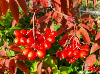 rośliny ogrodowe - Kalina herbaciana AURANTIACUM Viburnum setigerum C2/20-40cm *K20