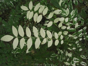 rośliny ogrodowe - Perełkowiec japoński HRYNKIEWICZ PBR Sophora japonica C2/30-50cm