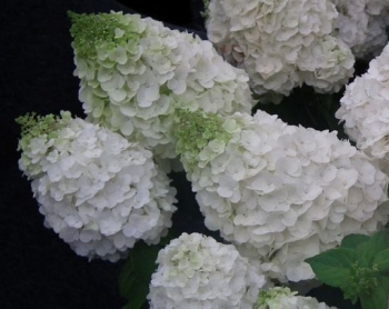 sklep ogrodniczy - Hydrangea paniculata Magical Mont Blanc® KOLMAMON Hortensja bukietowa /C3 *K18