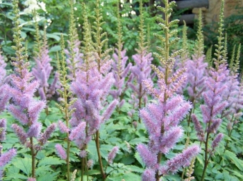 rośliny ozdobne - Tawułka chińska Pumila (Astilbe chinensis Pumila) /P9 *K25