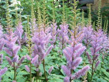 sadzonki - Tawułka chińska Pumila (Astilbe chinensis Pumila) /P9 *K25