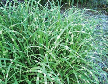 rośliny ozdobne - Miscanthus ETINCELLE Miskant /C2