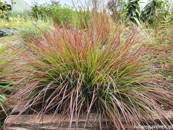 rośliny ogrodowe - Piórkówka karłowa BURGUNDY BUNNY Rozplenica Pennisetum alopecuroides /P15 *26