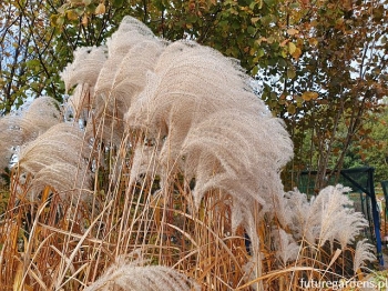 sklep ogrodniczy - Miskant MEMORY Miscanthus sinensis /C5 *K26