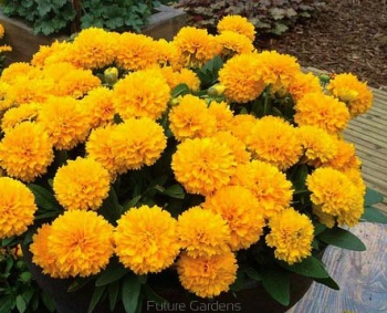 rośliny ogrodowe - Nachyłek GOLDEN SPHERE Coreopsis /C2,5 *45T