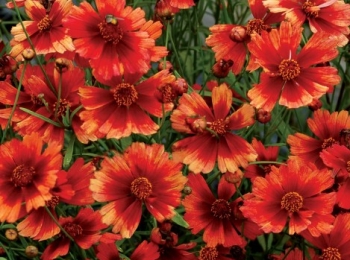 sklep ogrodniczy - Nachyłek DESERT CORAL Coreopsis /C1,5