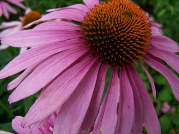 rośliny ozdobne - Jeżówka karłowa BABY SWAN PINK  Echinacea /C2