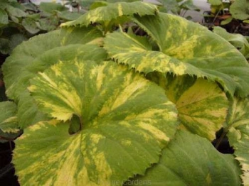 rośliny ogrodowe - Lepiężnik japoński VARIEGATA Petasites japonicus /C2 *6-O