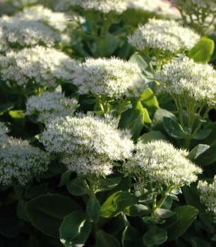 rośliny ozdobne - Rozchodnik okazały Star Dust (Sedum spectabile) C2 *K2