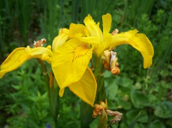 rośliny ogrodowe - Kosaciec ŻÓŁTY Irys Iris pseudacorus /C2