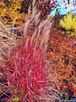 sklep ogrodniczy - Miskant GHANA Miscanthus sinensis /C2 *26