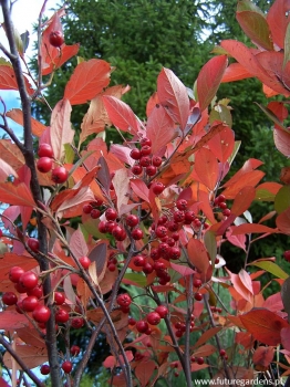 sklep ogrodniczy - Aronia czerwona BRILLIANT Aronia arbutifolia C2/30cm *5