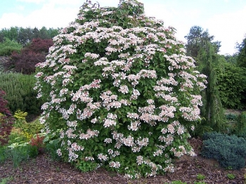 sadzonki - Kalina Sargenta Onondaga (Viburnum sargentii Onondaga) C3/30-40cm *K22