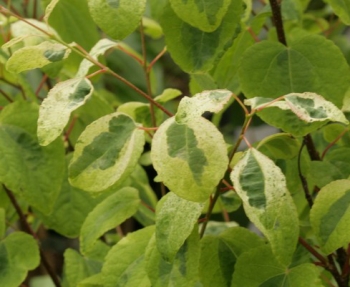 sadzonki - Grujecznik japoński CHAMELEON Cercidyphyllum japonicum C3/60-80cm