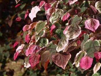 rośliny ozdobne - Judaszowiec płaczący CAROLINA SWEETHEART™ Cercis canadensis C10/150-180cm *TL