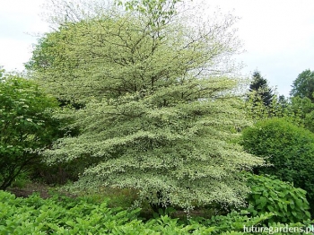 rośliny ogrodowe - Dereń skrętolistny ARGENTEA Cornus alternifolia C5/60-100cm *K9