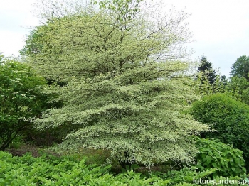 sklep ogrodniczy - Dereń skrętolistny ARGENTEA Cornus alternifolia C5/60-100cm *K9