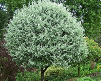 rośliny ogrodowe - Grusza wierzbolistna PENDULA Pyrus salicifolia C5/80-100cm