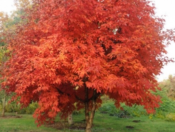 rośliny ozdobne - Klon trójkwiatowy Acer triflorum C5/80-100cm