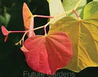 sadzonki - Judaszowiec kanadyjski THE RISING SUN Cercis canadensis C12/130-140cm *PACZ