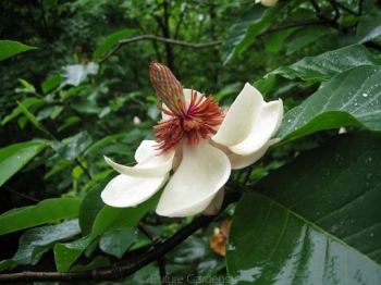 sadzonki - Magnolia x wieseneri C4/60-80cm