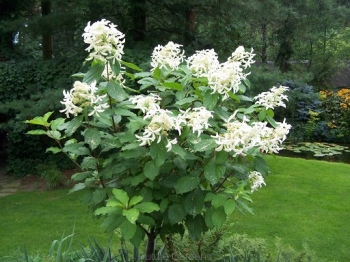 sklep ogrodniczy - Hortensja 'Le Vasterival' GREAT STAR LABEL na PNIU Hydrangea paniculata C5/Pa60-80cm *17