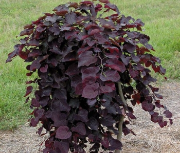 rośliny ozdobne - Judaszowiec płaczący 'RUBY FALLS' Cercis canadensis C5/80cm *T71