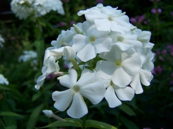 rośliny ogrodowe - Płomyk wiechowaty Floks  BIAŁY Phlox paniculata /P11 *K7